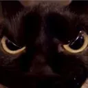 angrycat