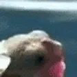 turtoiMunch