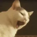 pebblesyawn