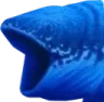 FishPog