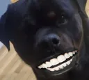 dogteeth