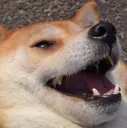 wwww