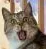 catshock