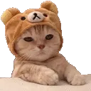 catkitten Discord Emoji