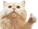 Catthumbsup catthumbsup Discord Emoji