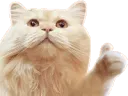 catthumbsup