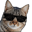 coolcat Discord Emoji