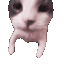 kisscatsmellingcat Discord Emoji