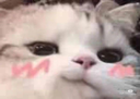 cat_blush Discord emoji