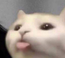 cat_tease Discord emoji