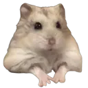 hamsterpaws
