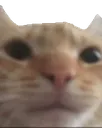 Swagcat swagcat Discord Emoji