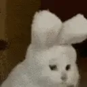 CatNod