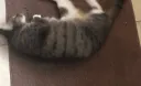 CatRoll