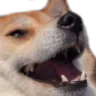 Doggo