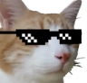 CattoCool Discord emoji