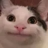 jdm_CattoStraight