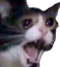 jdm_CattoSorrow Discord emoji