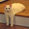 CattoSteppo Discord emoji