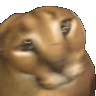 CattoShako Discord emoji