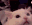 CatAHHH Discord emoji