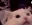 CatAHHH