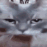 CattoOUT Discord emoji