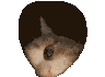 CattoPeako Discord emoji