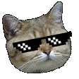 catKool