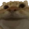 catYes