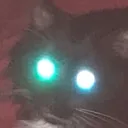 catglare