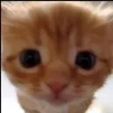 SCatStare Discord Emoji