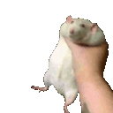ratshake