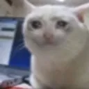 Sadkitty sadkitty Discord Emoji