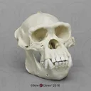 monkeskull