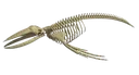 whaleskull