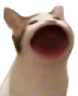 PopCats Discord emoji