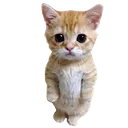 CatStare