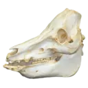 pigskull