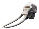 elephantskull