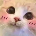CatBlush