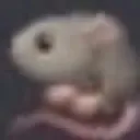 pee_rat