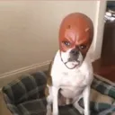 ddog