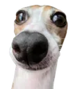 sillydog
