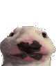 DoggoBonked Discord emoji