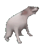 DogeDancinn Discord emoji