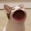pop_cat Discord emoji