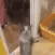catcatcatcatcat