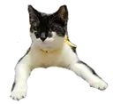 HectorLongLiveTheKing HectorLongLiveTheKing