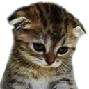SadgeCat SadgeCat